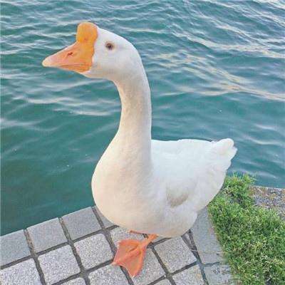 leyu乐鱼·体育下载手机版