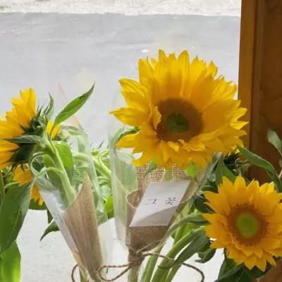 竞彩足球app官方手机app下载